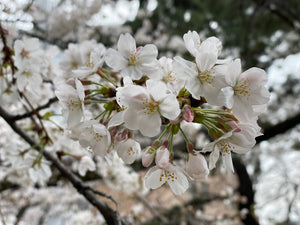 【バイヤー日記】３月の「生命の言葉」（東京都神社庁）について